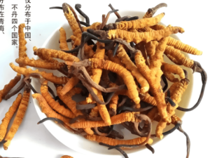 冬蟲夏草對肺部的功效