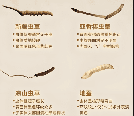 如何鑑別真品冬蟲夏草