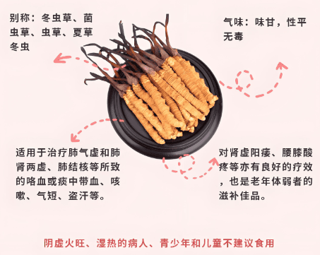 冬蟲夏草正確選擇與食用全指南