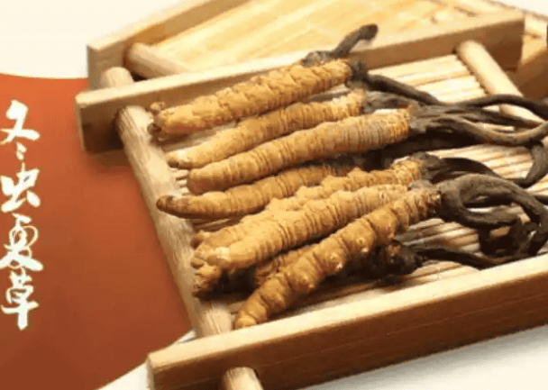 冬蟲夏草功效全解析