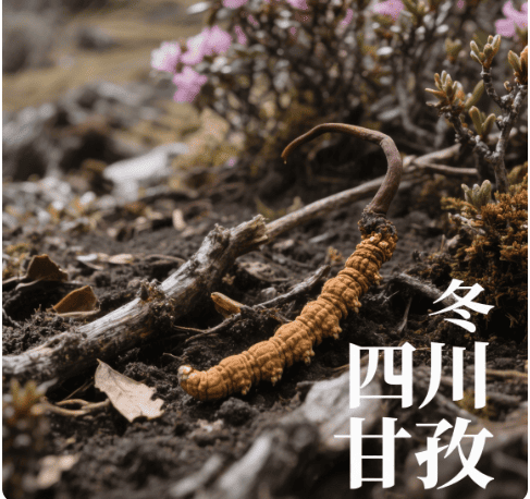 冬蟲夏草的來源地比較