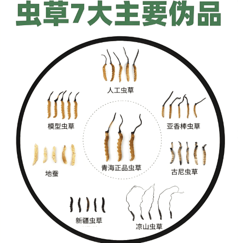 如何鑑別真品冬蟲夏草