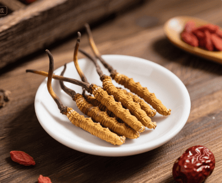 冬蟲夏草有哪些品種