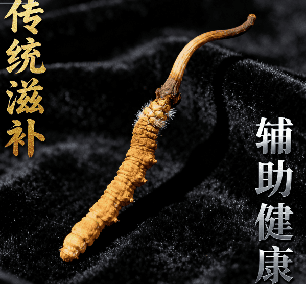 冬蟲夏草輔助治療功效