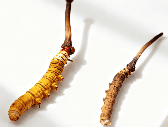 冬蟲夏草真假怎麼分辨