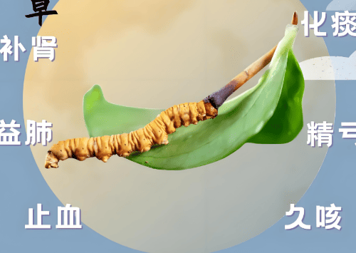 冬蟲夏草能增強免疫力