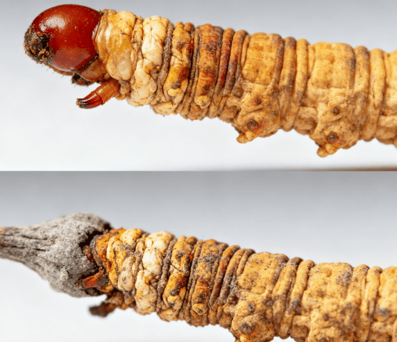 冬蟲夏草真假怎麼分辨