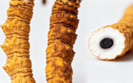 冬蟲夏草哪裡買最安全