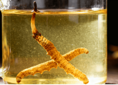 冬蟲夏草食用方法