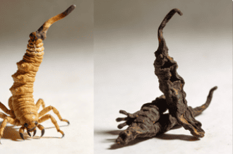 如何避免買到假冬蟲夏草