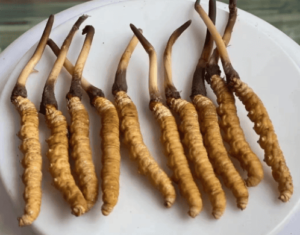 冬蟲夏草可以睡前吃嗎？