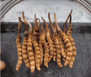 冬蟲夏草為什麼那麼貴？