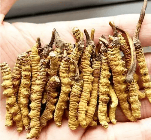 冬蟲夏草多久吃一次？