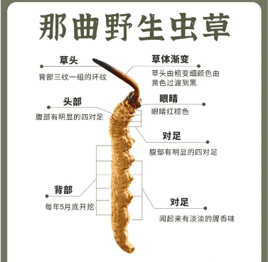 咳嗽可以吃冬蟲夏草嗎？