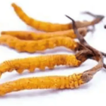 冬蟲夏草一次可以吃多少根？