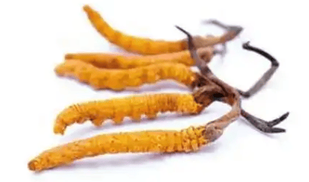 冬蟲夏草一次可以吃多少根？