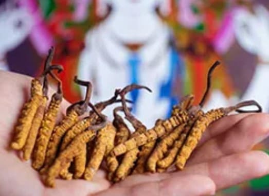 冬蟲夏草要煮多久？