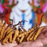 冬蟲夏草有什麼好處？