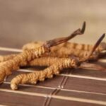 冬蟲夏草可以每天喝嗎？