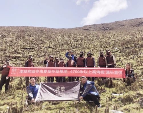 冬蟲夏草為什麼那麼貴？