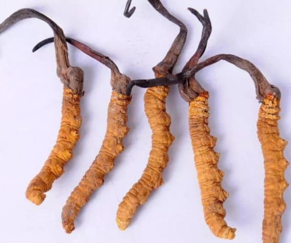 什麼人不能吃冬蟲夏草？