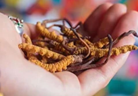 冬蟲夏草多少錢一克？