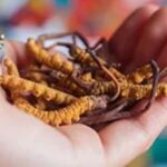 冬蟲夏草的功效與作用及食用方法