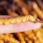 冬蟲夏草是蟲還是草？