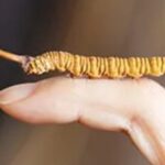 冬蟲夏草可以長期服用嗎？