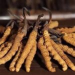 冬蟲夏草怎麼吃?完整指南(含禁忌與食譜)