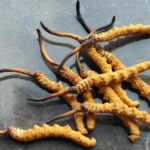 冬蟲夏草如何分真假？