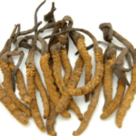 女生可以吃冬蟲夏草嗎？