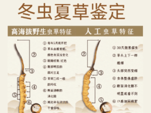 冬蟲夏草保質期多久?