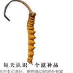 冬蟲夏草真的是蟲嗎？