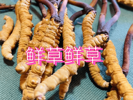 咳嗽可以喝冬蟲夏草嗎？