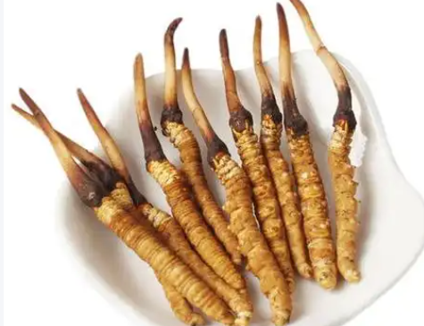 冬蟲夏草會上火嗎？