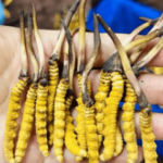 冬蟲夏草月經來可以吃嗎？