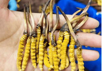 冬蟲夏草月經來可以吃嗎？