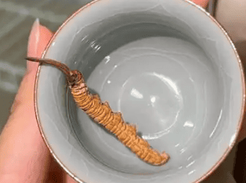 冬蟲夏草是中藥材嗎?