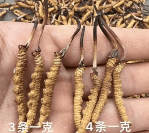 冬蟲夏草煲湯一次放幾根？