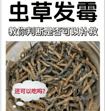冬蟲夏草發霉了怎麼處理?