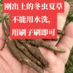 冬蟲夏草怎樣清洗？