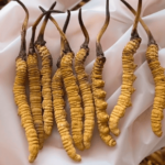 冬蟲夏草有什麼療效？