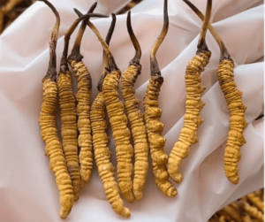 冬蟲夏草有什麼療效?