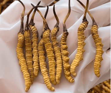 冬蟲夏草有什麼療效？