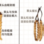 冬蟲夏草主要治什麼病症？