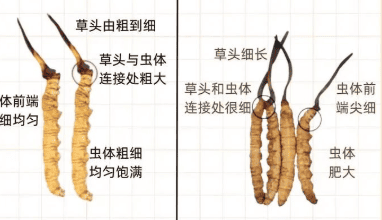 冬蟲夏草主要治什麼病症？