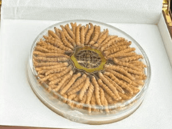 低海拔蟲草到底能吃嗎?