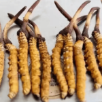 冬蟲夏草一兩多少錢？