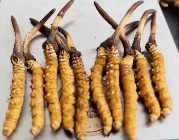 冬蟲夏草一兩多少錢？